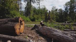 Best Firewood Processing and Delivery  in Deland Southwest, FL