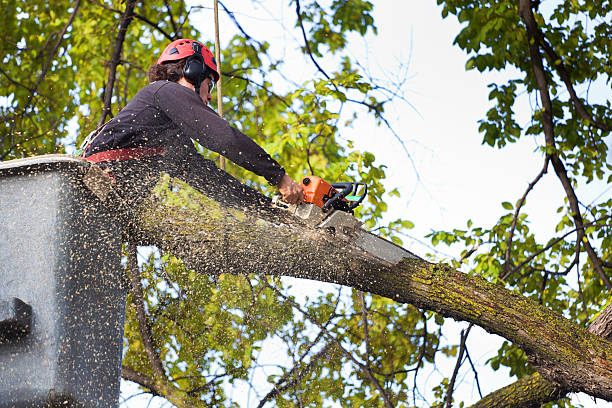 Best Pest Control for Lawns  in Deland Southwest, FL