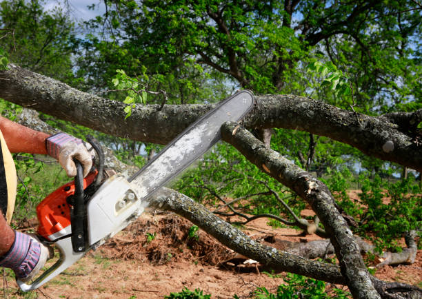 Best Tree Cabling and Bracing  in Deland Southwest, FL